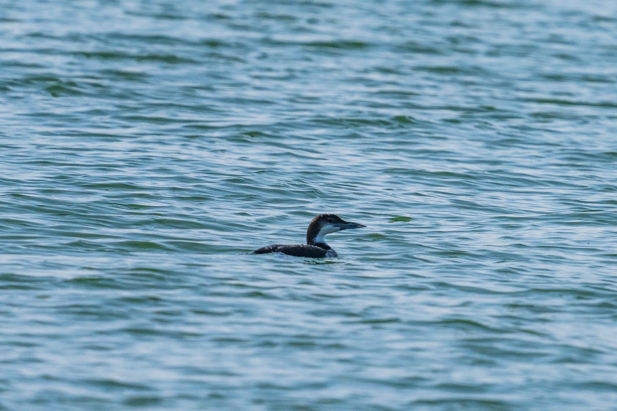 Common Loon - ML647398669