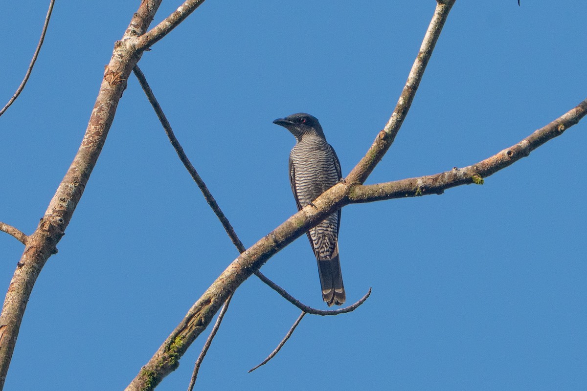 アンダマンオオサンショウクイ - ML647398674