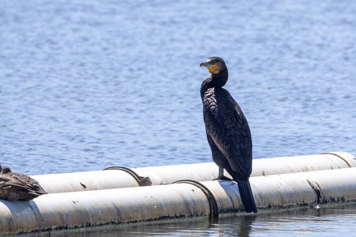 Great Cormorant - ML647398688