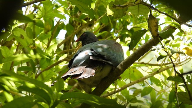 New Zealand Pigeon - ML647398691