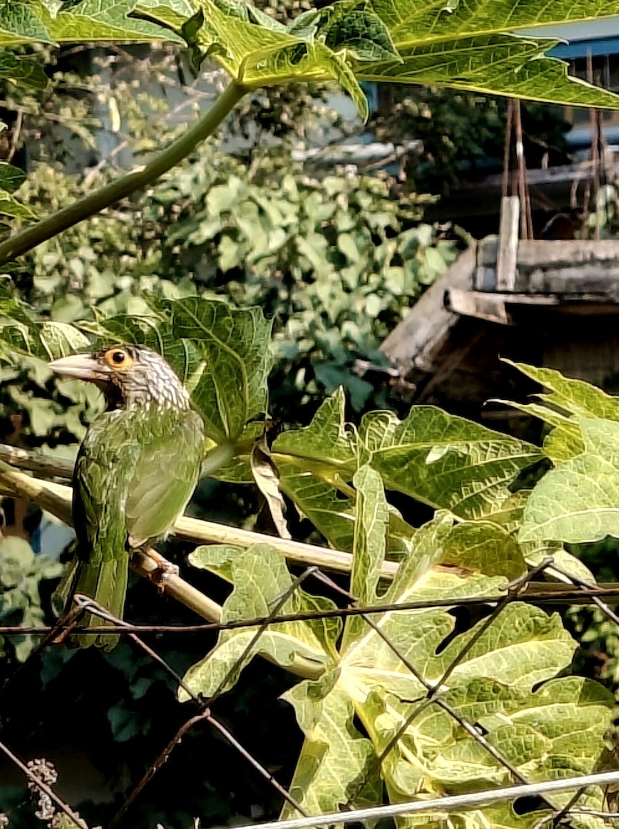 シロボシオオゴシキドリ - ML647398699