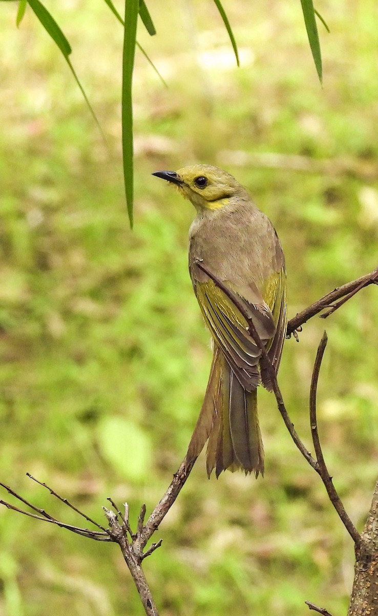 Yellow-tinted Honeyeater - ML647398709