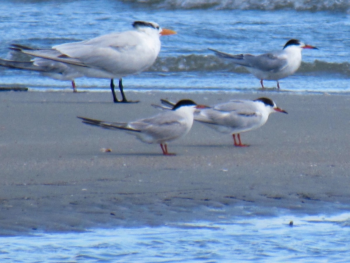 Common Tern - Ed Blitch