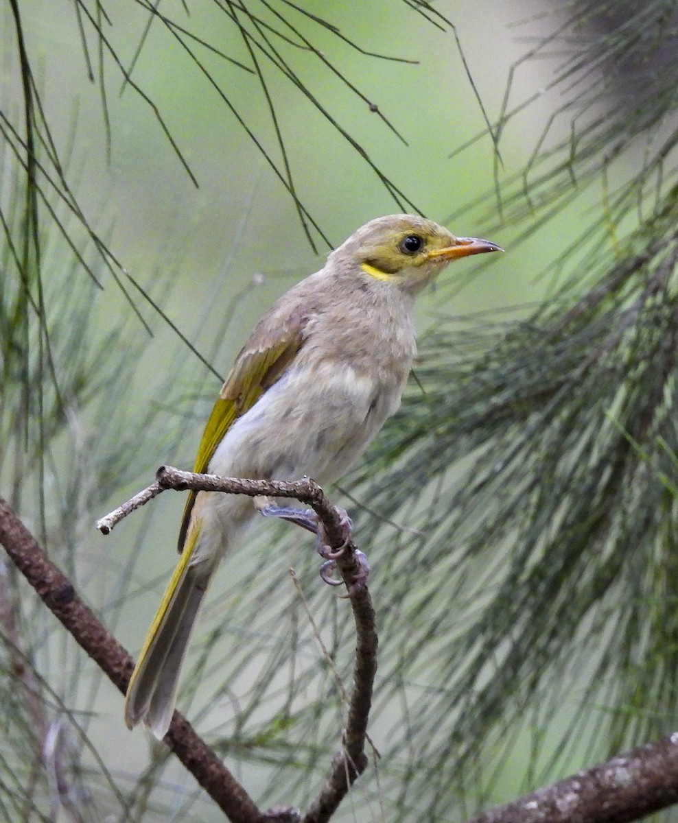 Yellow-tinted Honeyeater - ML647398710