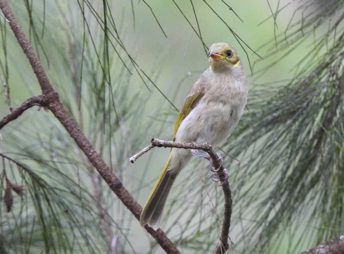 Yellow-tinted Honeyeater - ML647398711