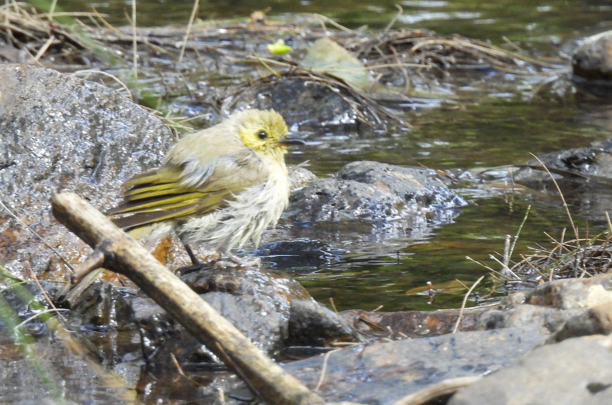 Yellow-tinted Honeyeater - ML647398712
