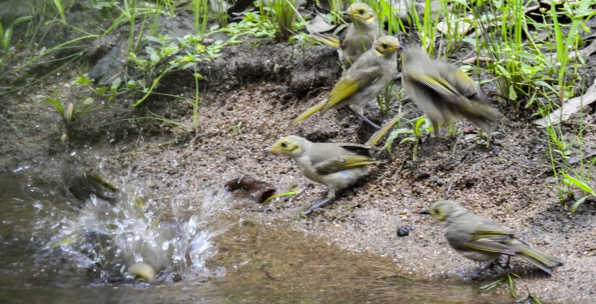 Yellow-tinted Honeyeater - ML647398714