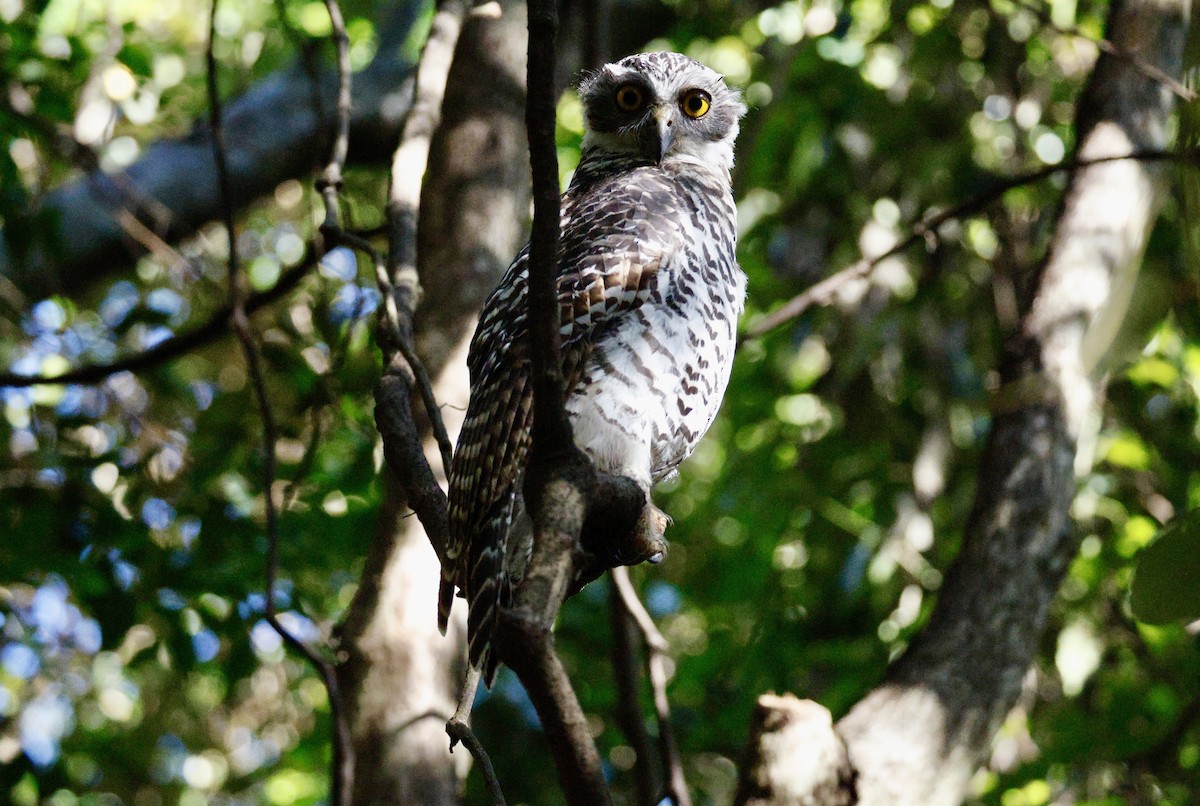 Powerful Owl - ML647398717