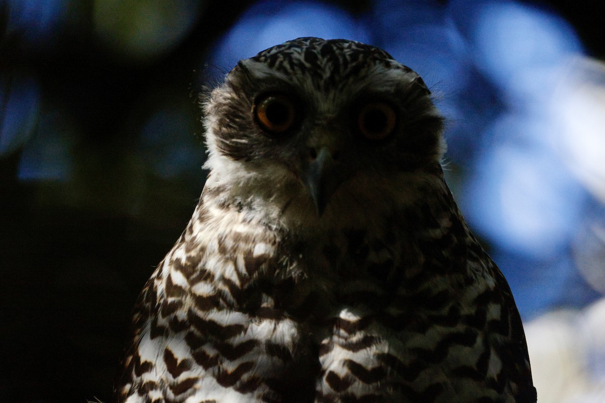 Powerful Owl - ML647398723