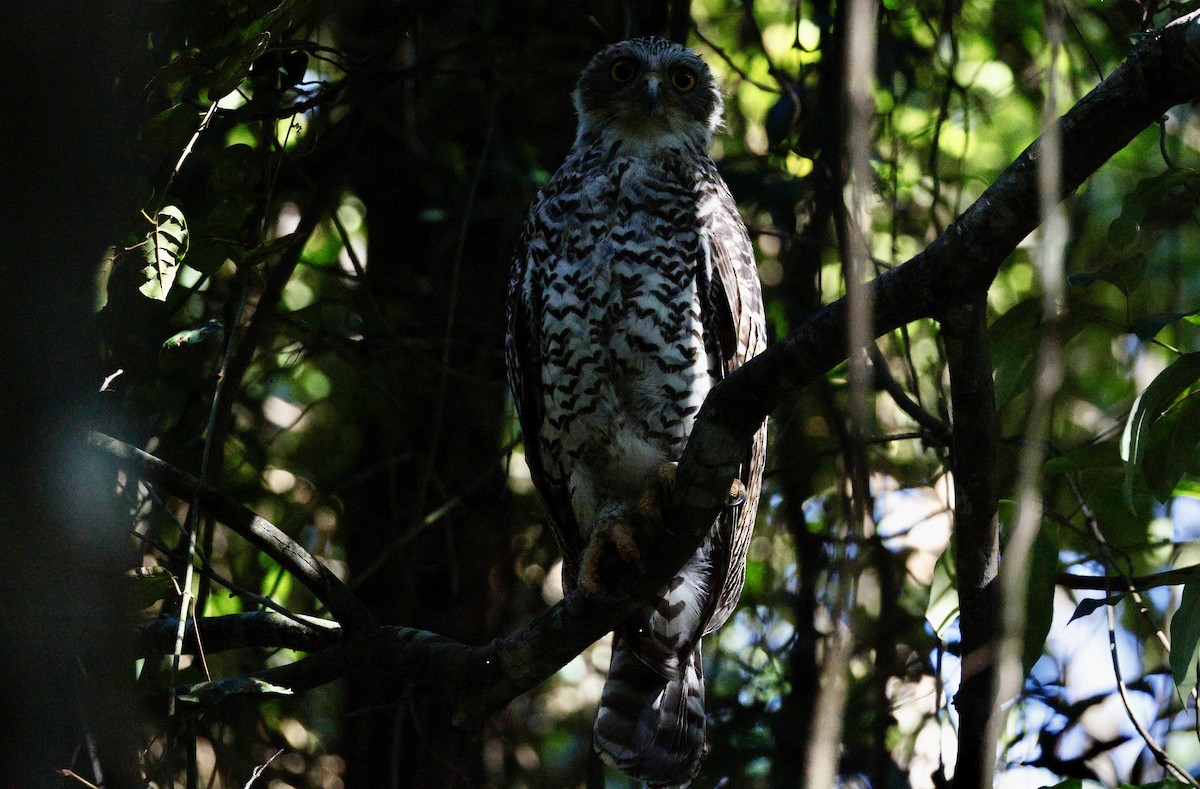 Powerful Owl - ML647398726