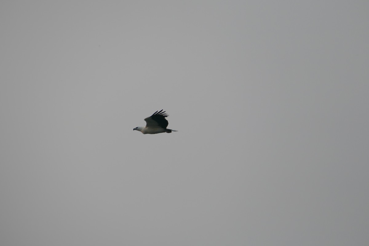 White-bellied Sea-Eagle - ML647398729