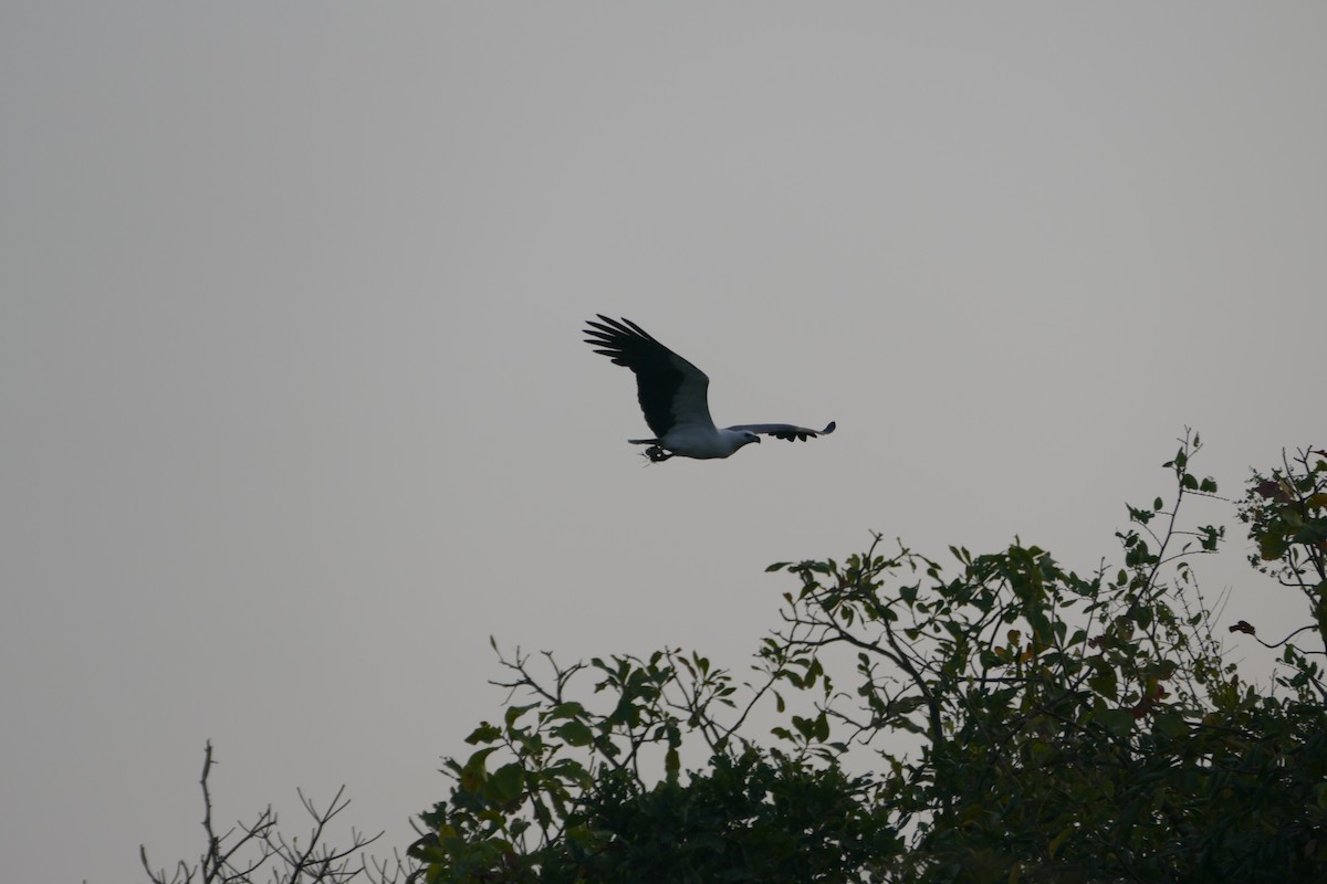 White-bellied Sea-Eagle - ML647398730