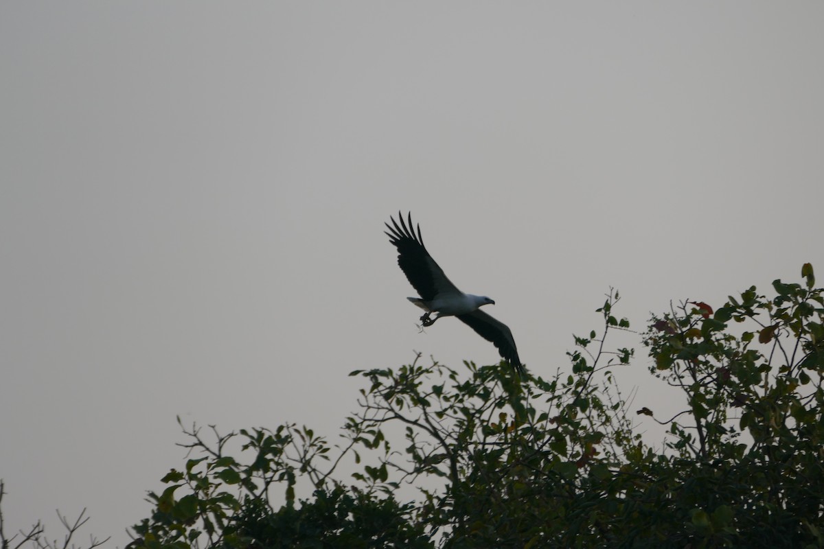 White-bellied Sea-Eagle - ML647398731
