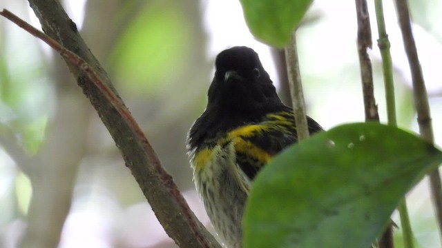 Stitchbird - ML647398734