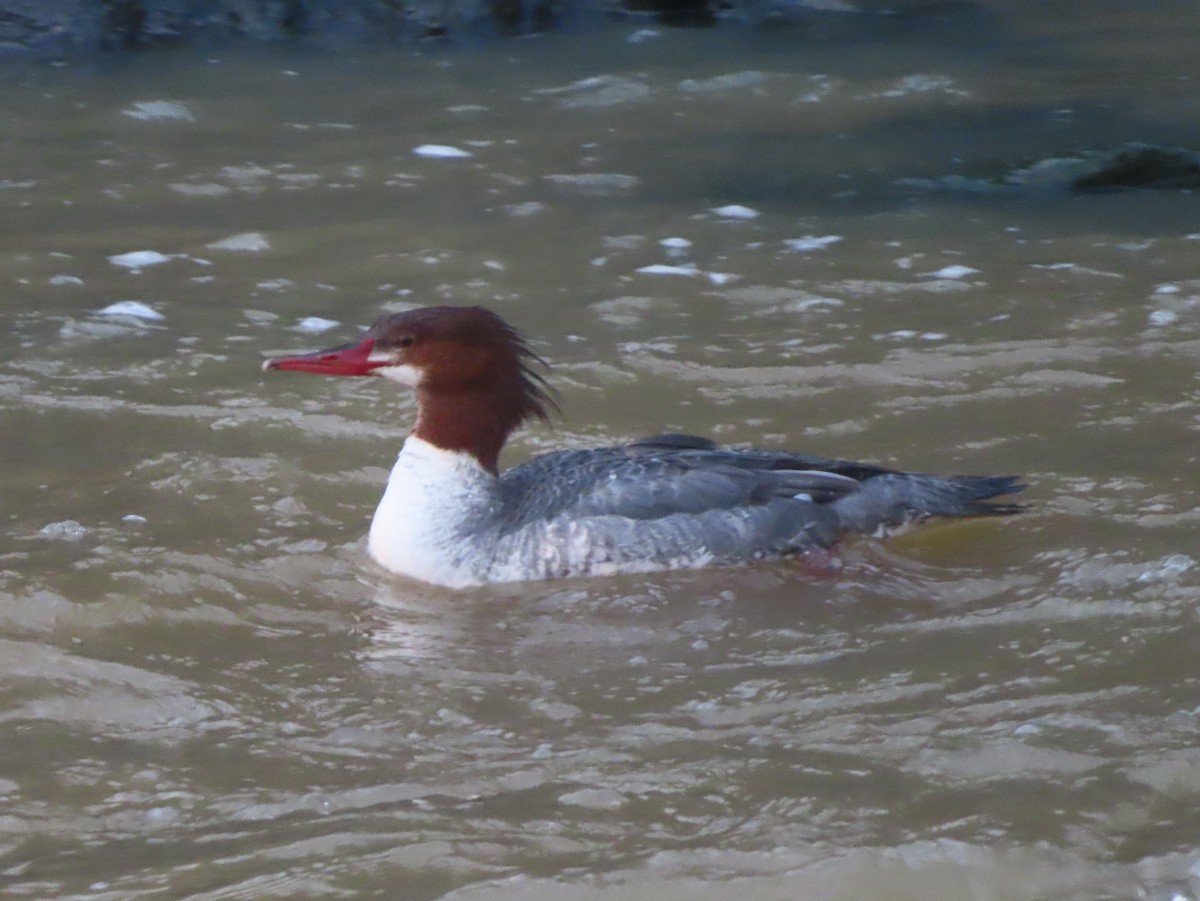 Grand Harle - ML647398741