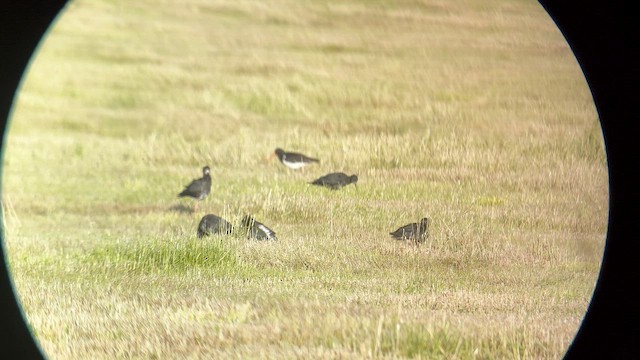 Black Stilt - ML647398742