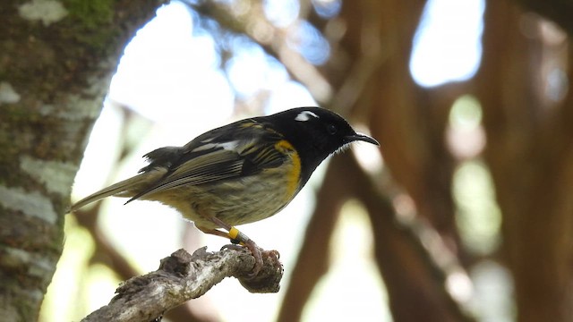 Stitchbird - ML647398743