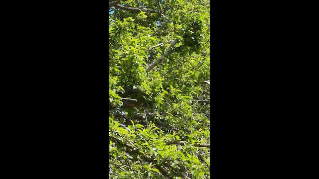 יונקו כהה-עין - ML647398744