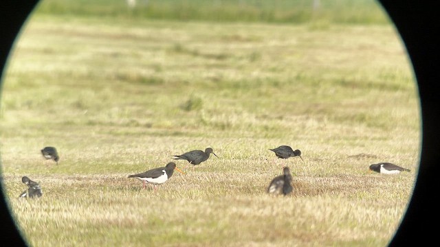 Black Stilt - ML647398753