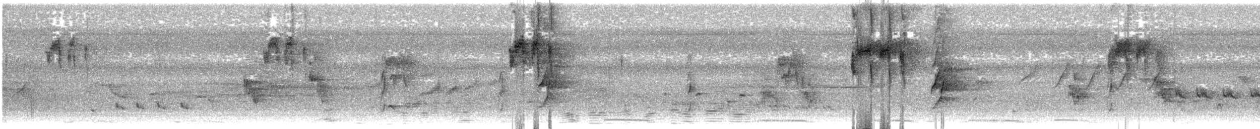 lorikul modrobradý - ML647398759