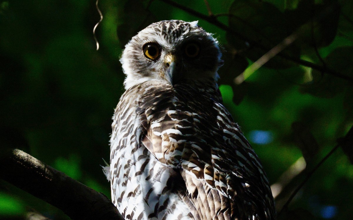 Powerful Owl - ML647398768