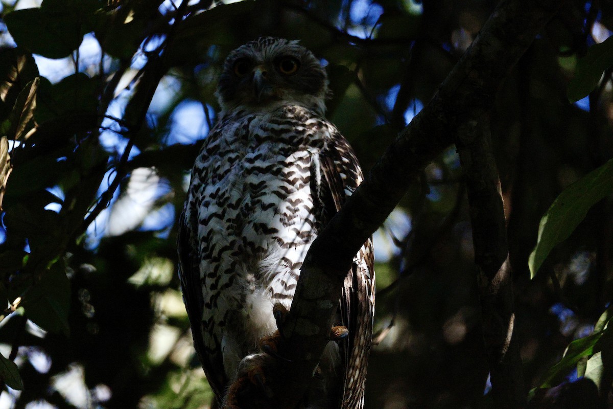 Powerful Owl - ML647398771