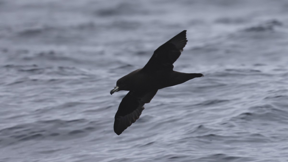 Pardela de Westland - ML647398790