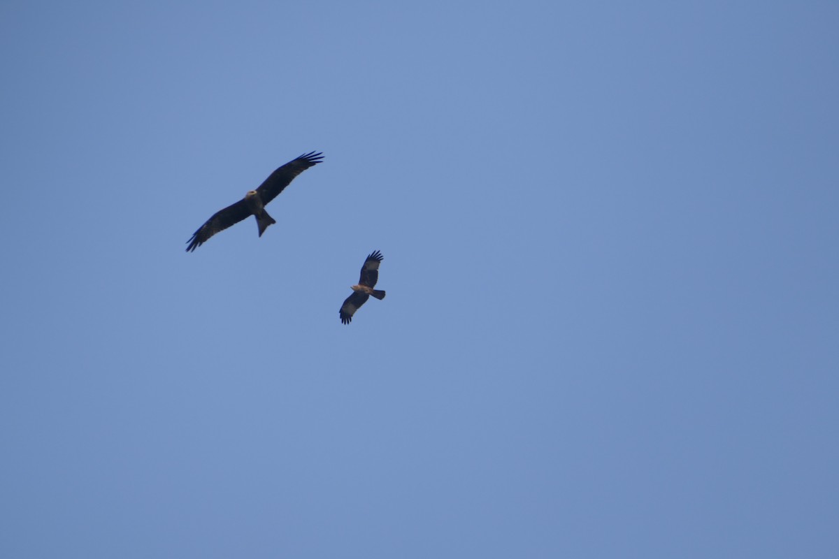 Brahminy Kite - ML647398791