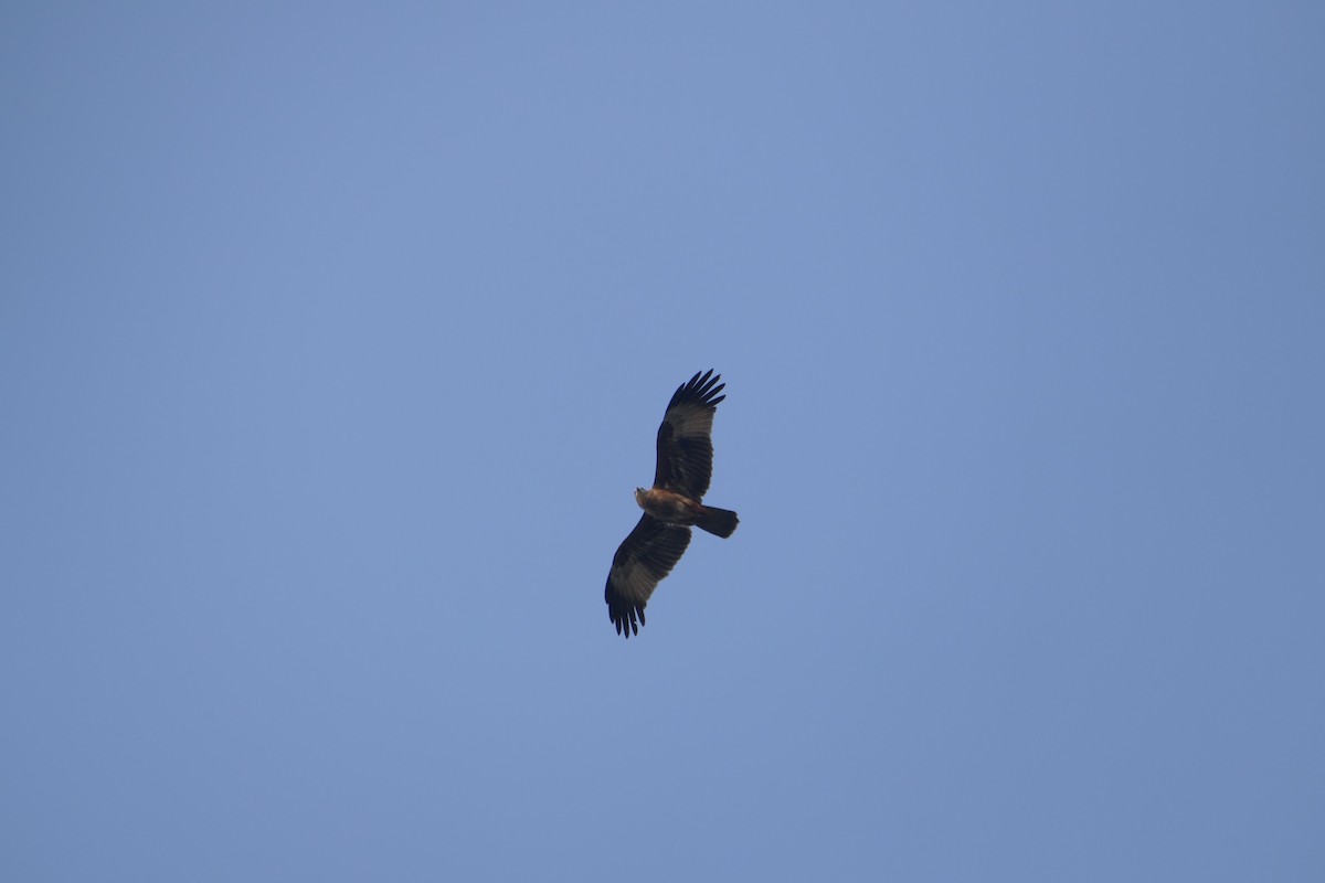 Brahminy Kite - ML647398793