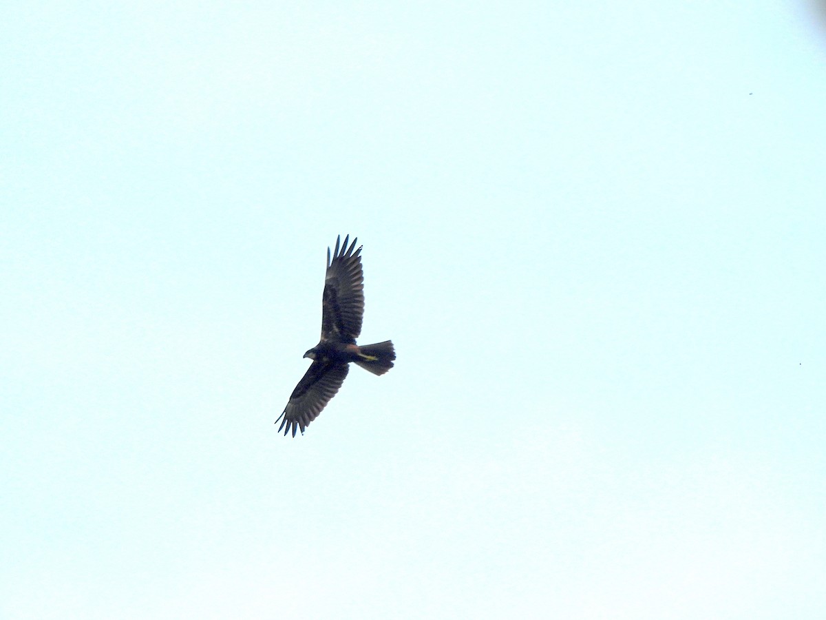 Western Marsh Harrier - ML647398797