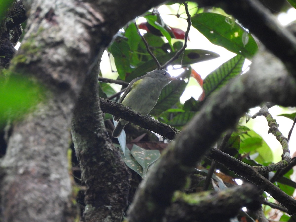 Obscure Berrypecker - ML647398800