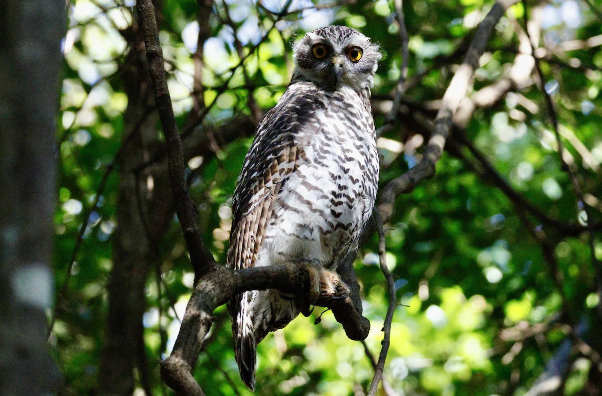 Powerful Owl - ML647398801