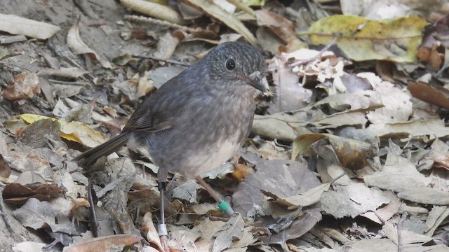 North Island Robin - ML647398808