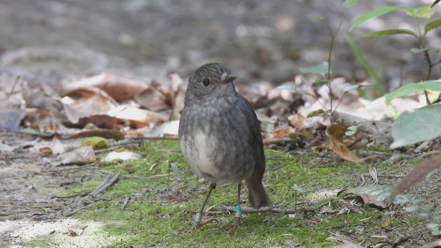 North Island Robin - ML647398809