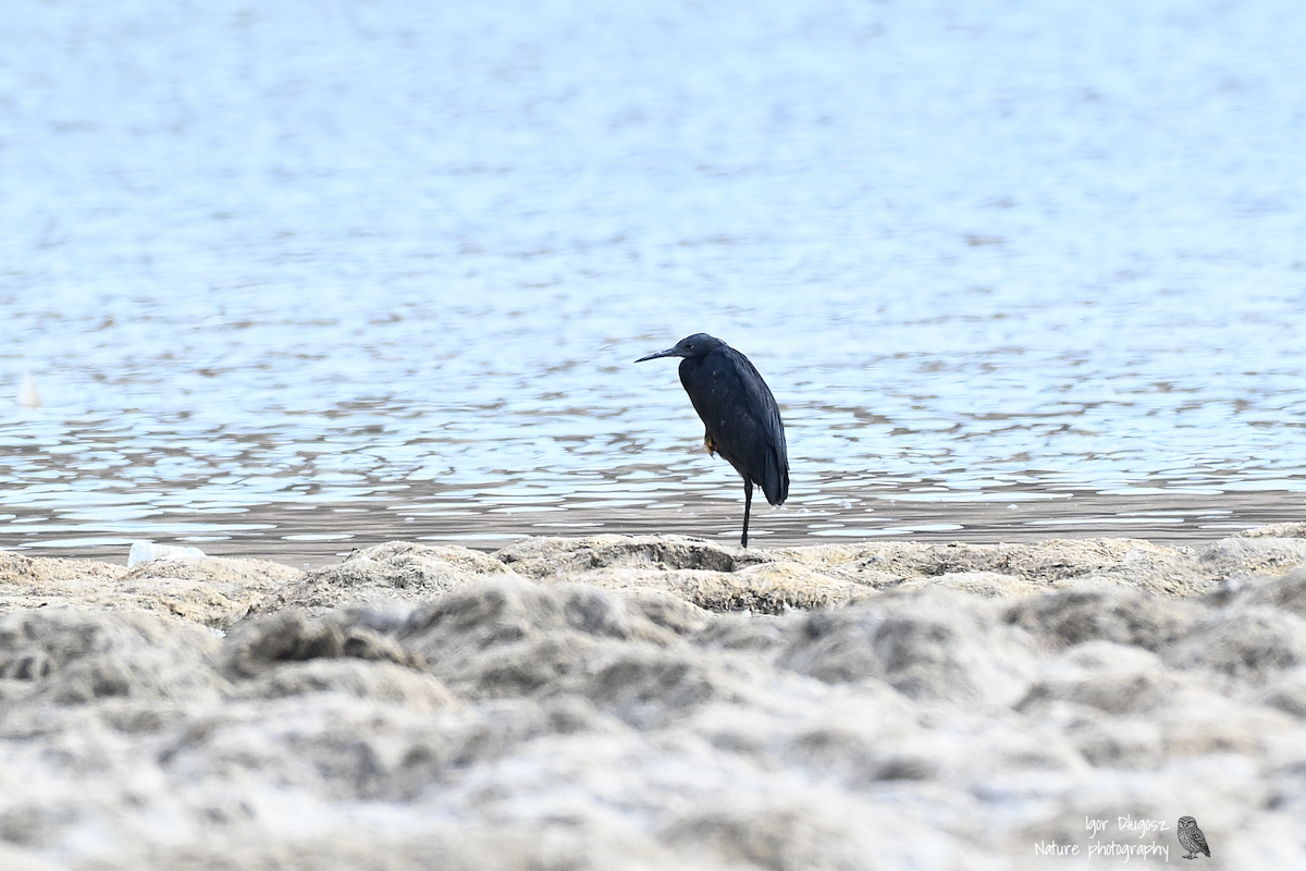 Black Heron - ML647398824