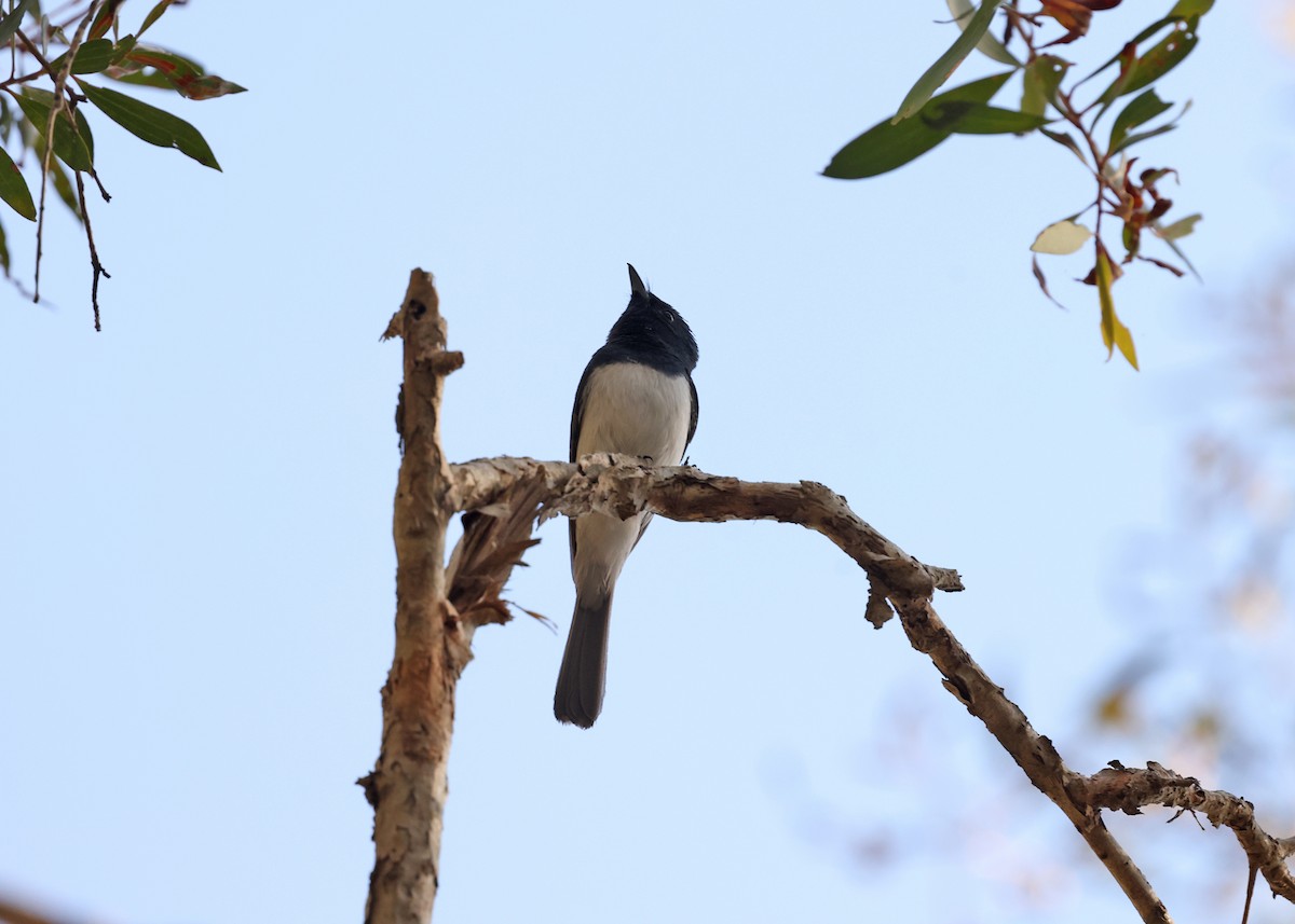 Leaden Flycatcher - ML647398827
