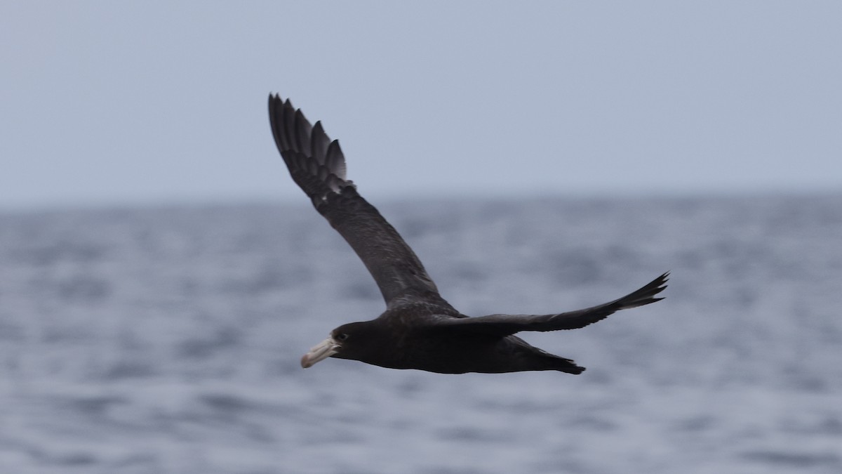 Abanto Marino Subantártico - ML647398828