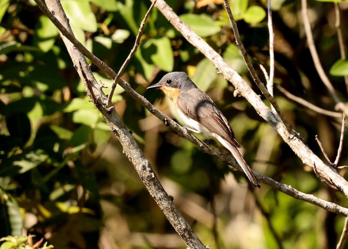 Leaden Flycatcher - ML647398829