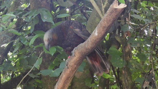 New Zealand Kaka - ML647398845
