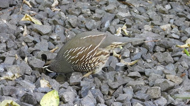 שליו קליפורני - ML647398849