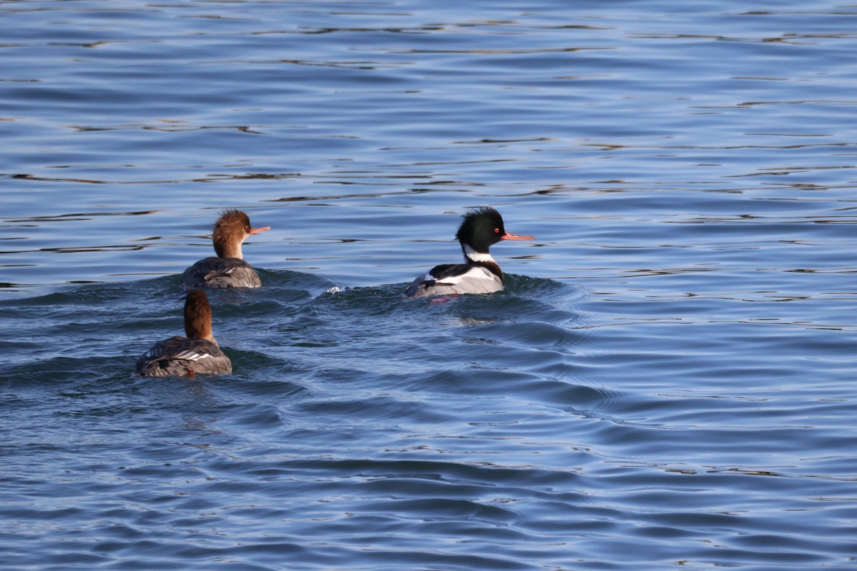 Serreta Mediana - ML647398853