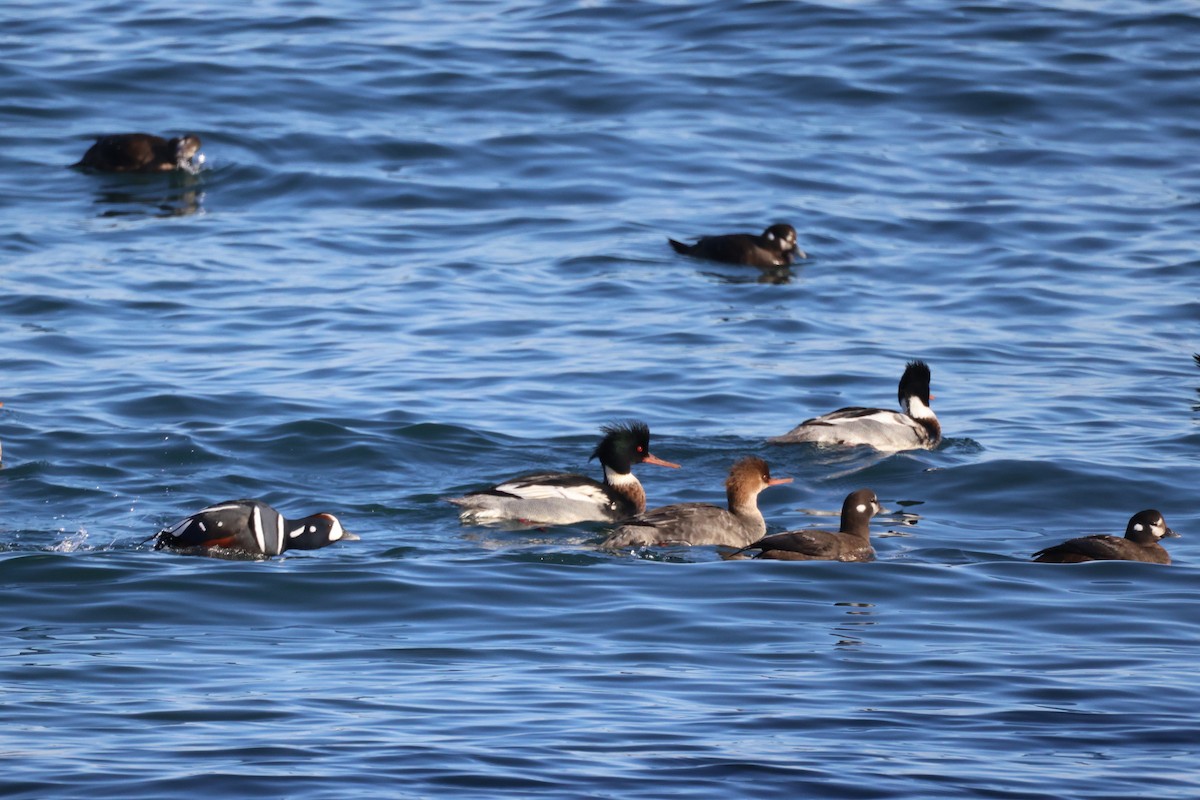 Serreta Mediana - ML647398854