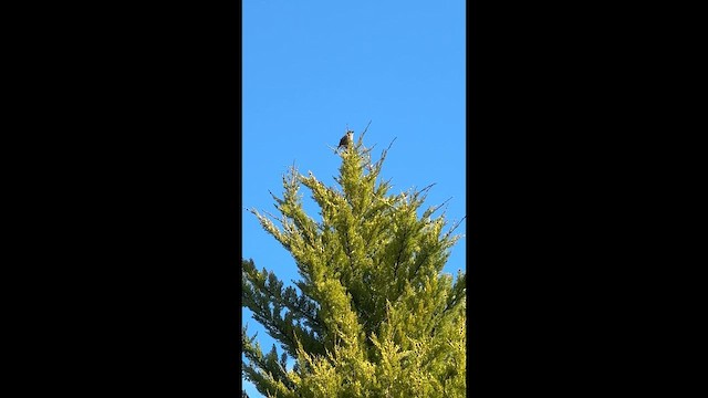 גיבתונית רוננת - ML647398861