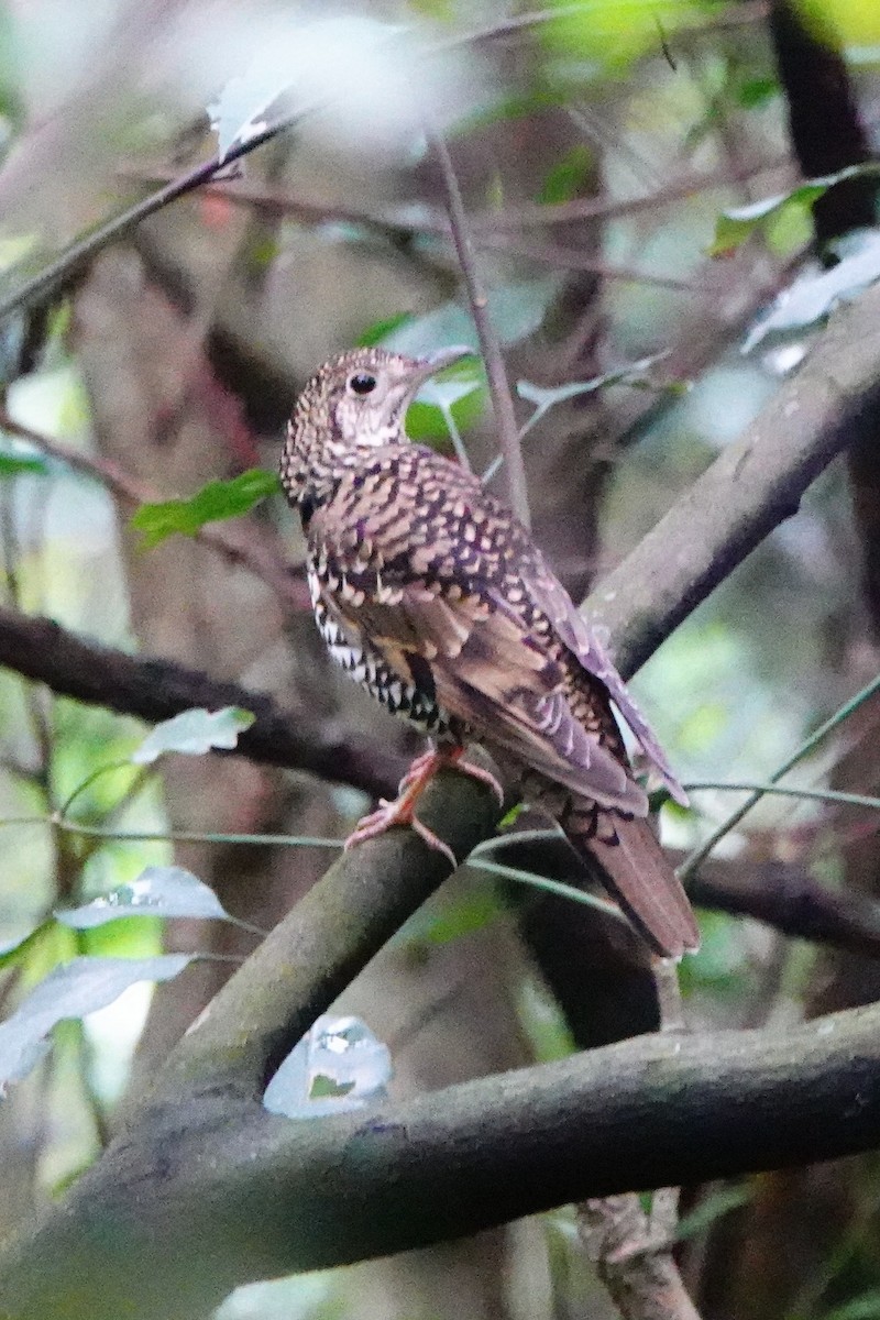 White's Thrush - ML647398866