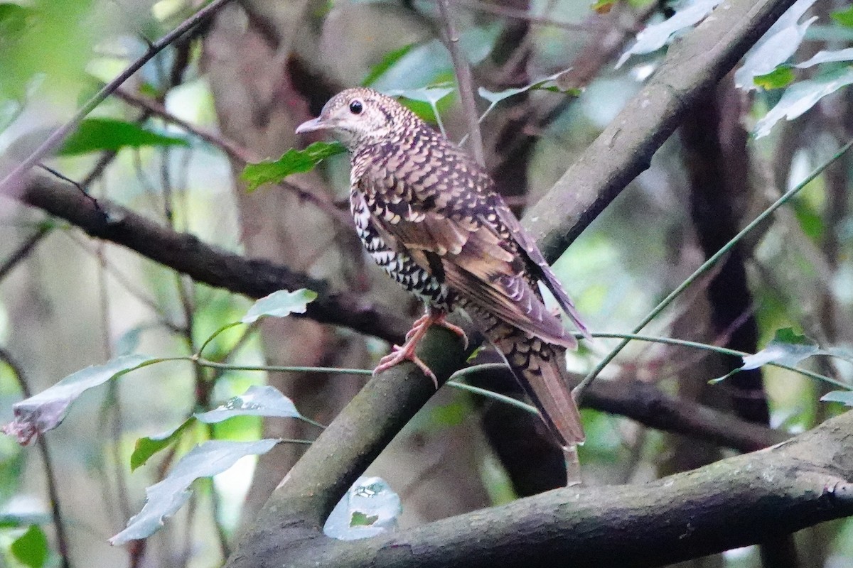 White's Thrush - ML647398867
