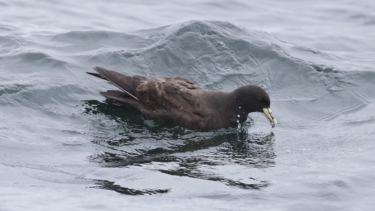 White-chinned Petrel - ML647398869