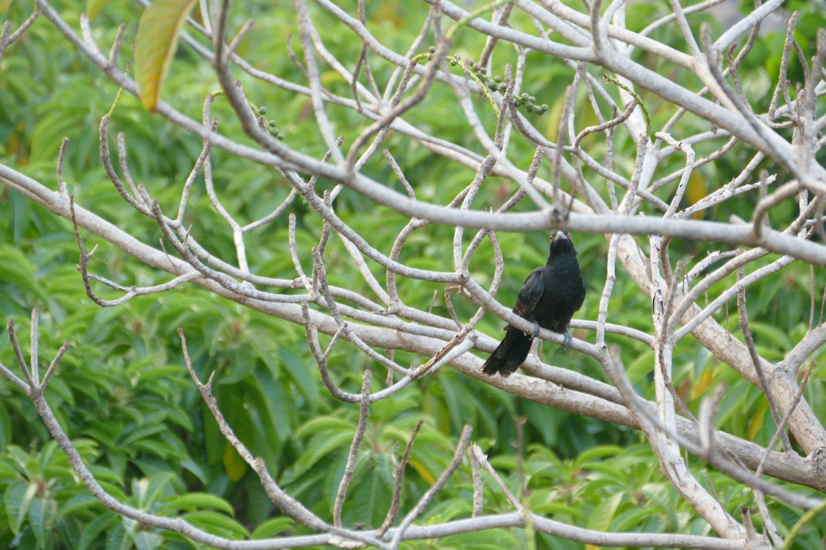 Asian Koel - ML647398870