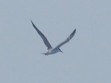 Great Crested Tern - ML647398871