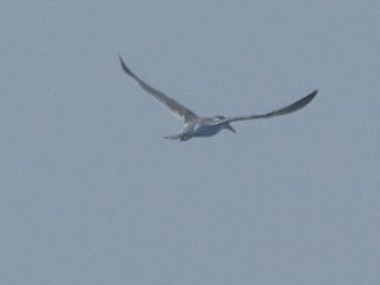 Great Crested Tern - ML647398872