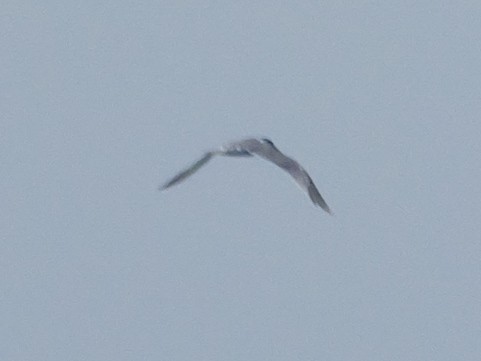 Great Crested Tern - ML647398873